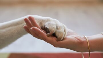 Close-up of a human hand gently holding a dog’s paw to symbolize trust and care.