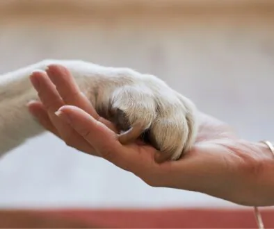 Close-up of a human hand gently holding a dog’s paw to symbolize trust and care.