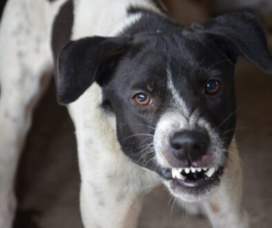 Aggressive black and white dog baring its teeth and growling.