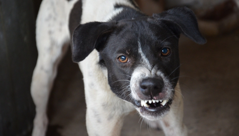 Bit By A Dog In Wisconsin? What You Need To Know About Your Legal Rights Aggressive black and white dog baring its teeth and growling.