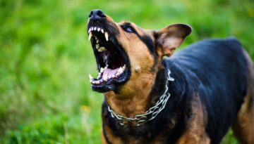 Aggressive dog barking.