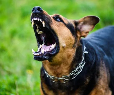 Aggressive dog barking.