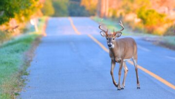 A deer crossing the road in wisconsin.