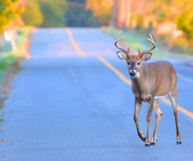 A deer crossing the road in wisconsin.