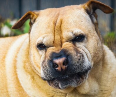 Tense dog outdoors with an alert, defensive expression.