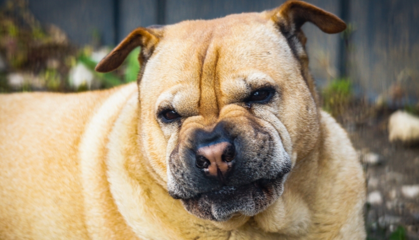 Tense dog outdoors with an alert, defensive expression.